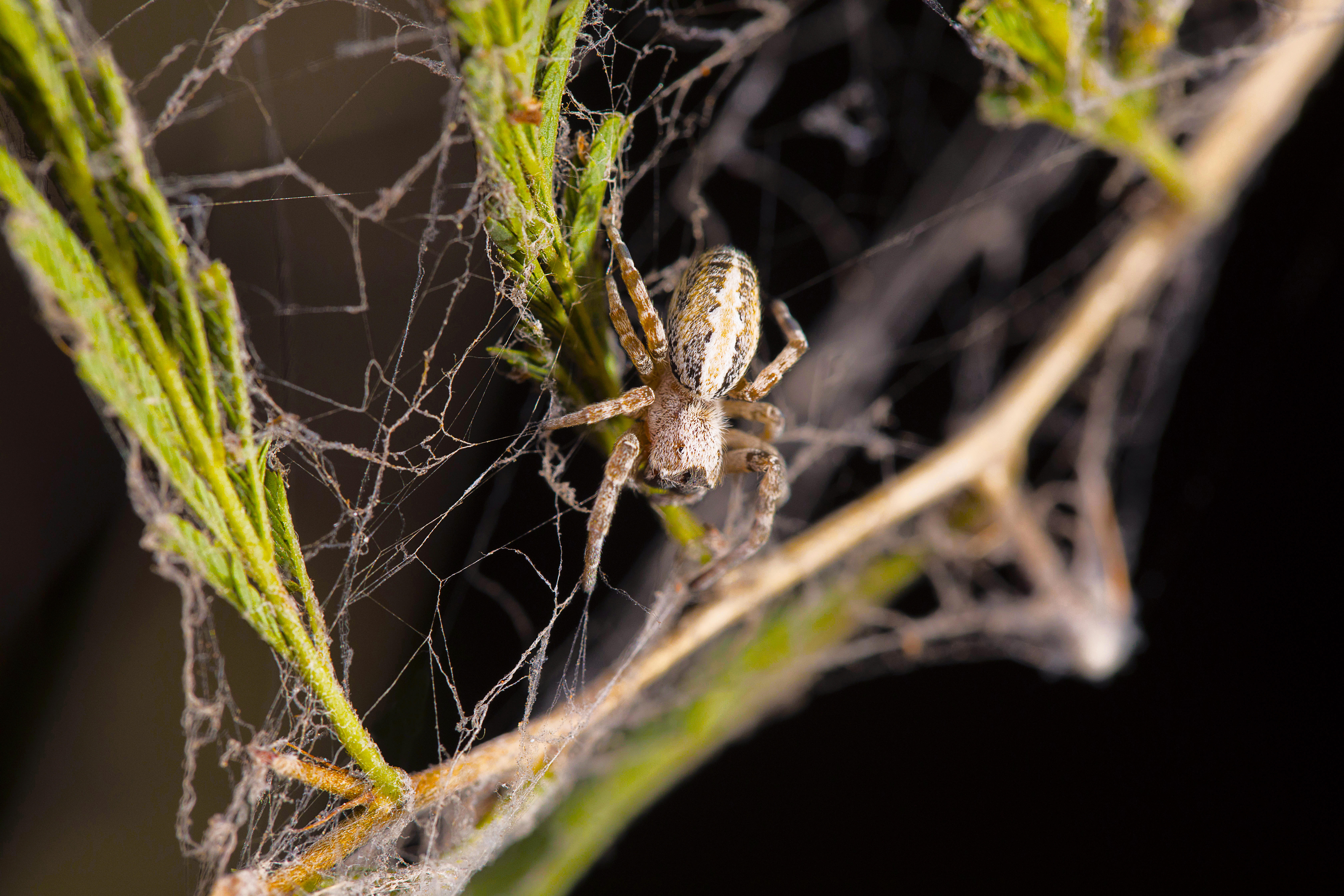 What is the meaning behind Incy Wincy Spider, and what are the