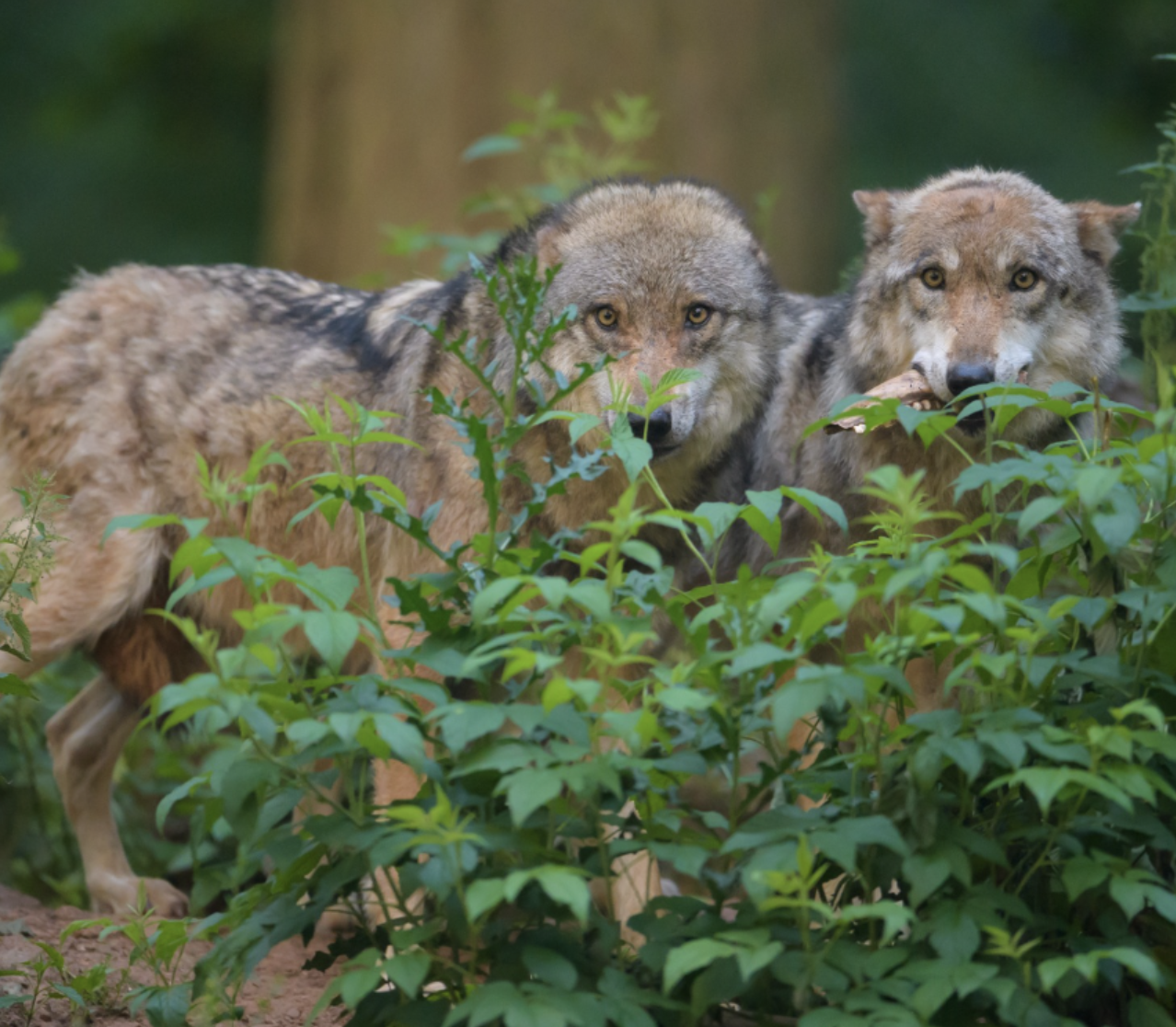 Parachuting Wolves Chernobyl Mutant Wolves Bbc