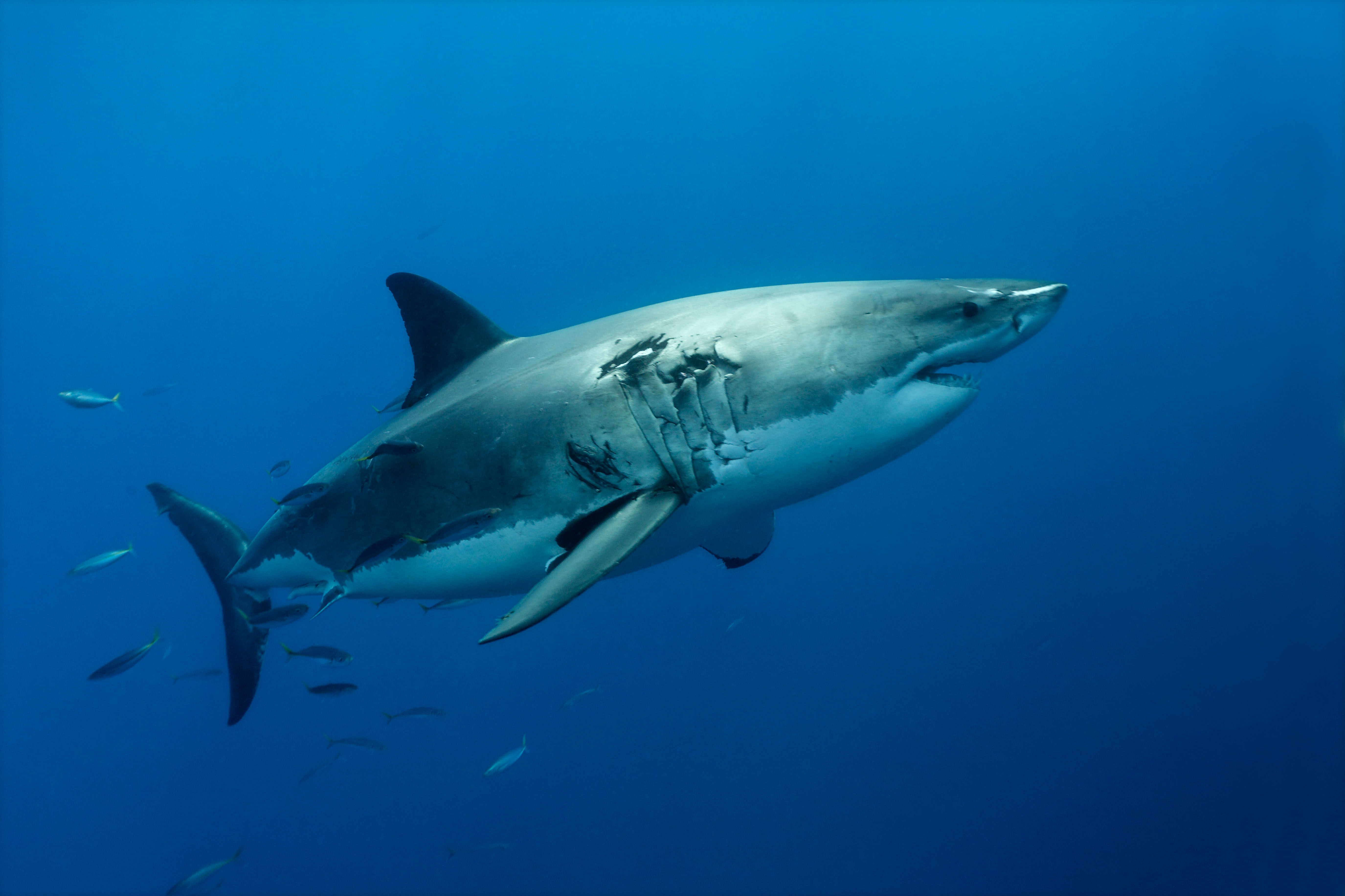 The important reasons you'll never see a great white shark in an 