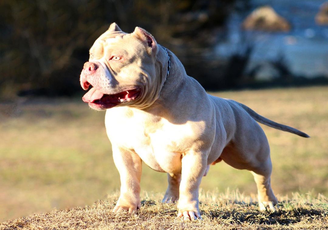 The American XL Bully is a monster created by the internet - New