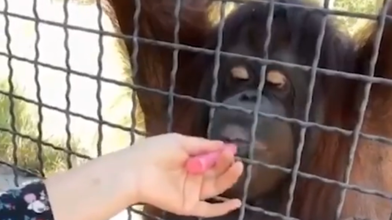 Boxer faces furious backlash after sharing vape with orangutan at zoo Boxer faces furious backlash after sharing vape with orangutan at zoo