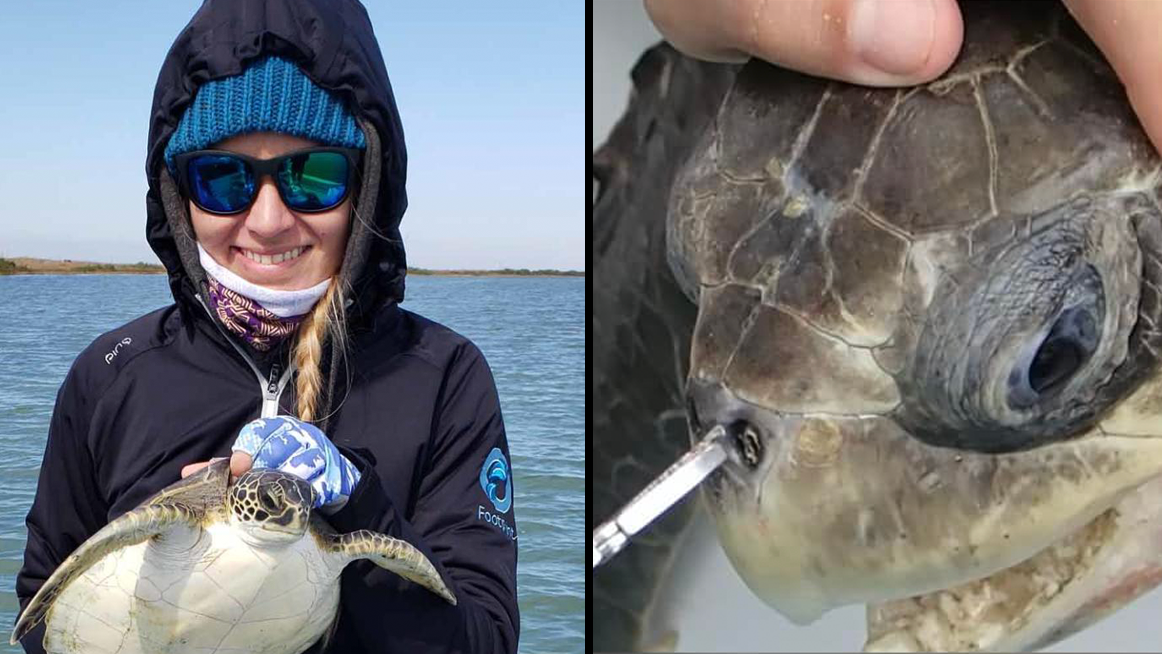 Researchers Remove Plastic Straw from Sea Turtle's Nose