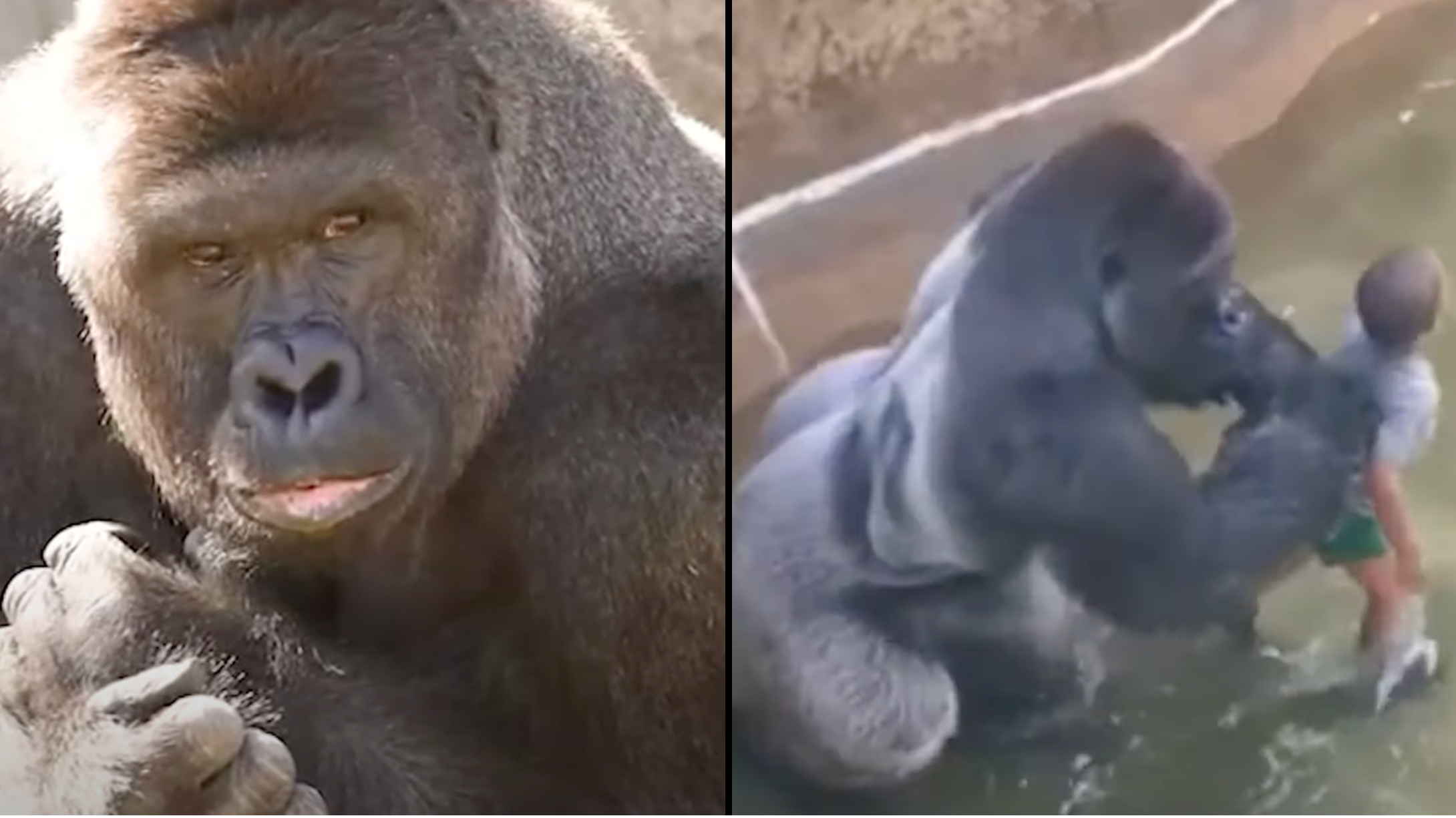 New Harambe documentary shows unreleased photos and videos of the gorilla  before he was killed