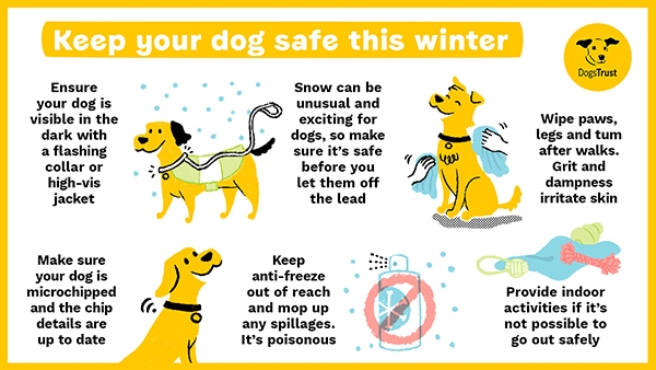 should you walk your dog in the cold