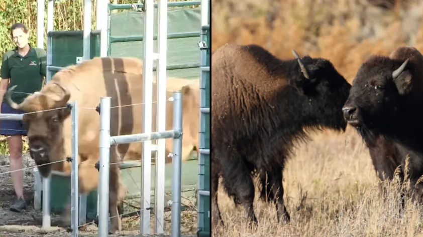 Bisons Released Into British Countryside For First Time - Vimarsana News