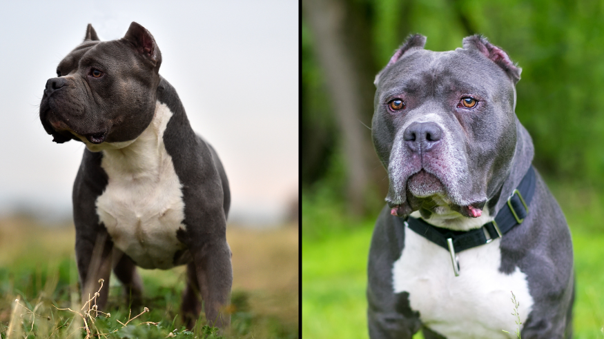 Redeeming The American Bully XL Dog: Dispelling Misconceptions on