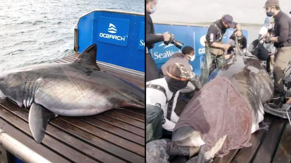 Massive 250 stone 'Queen of the Ocean' shark escapes after being caught ...