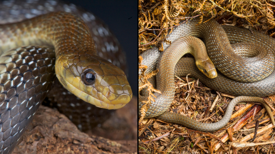 UK's Largest Snake Missing From Wild For 10,000 Years Is Now Breeding Again