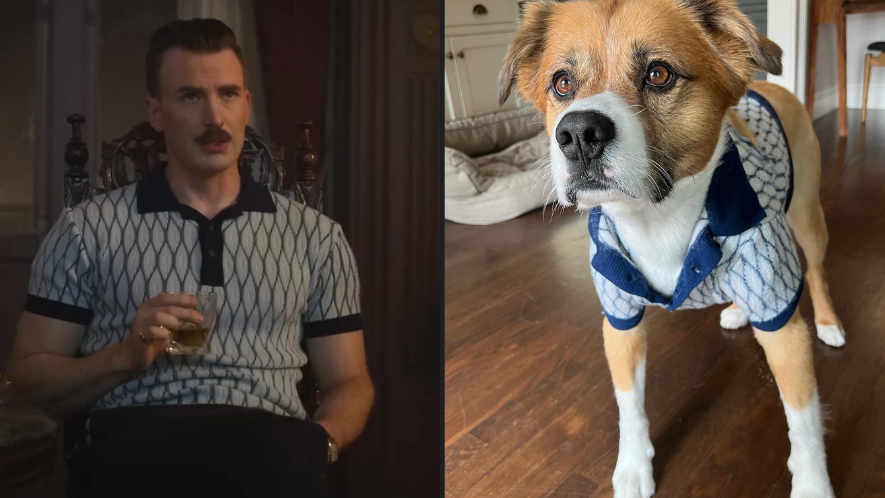 Chris Evans Says His Pet Dodger Is a Cut Above the Average Dog