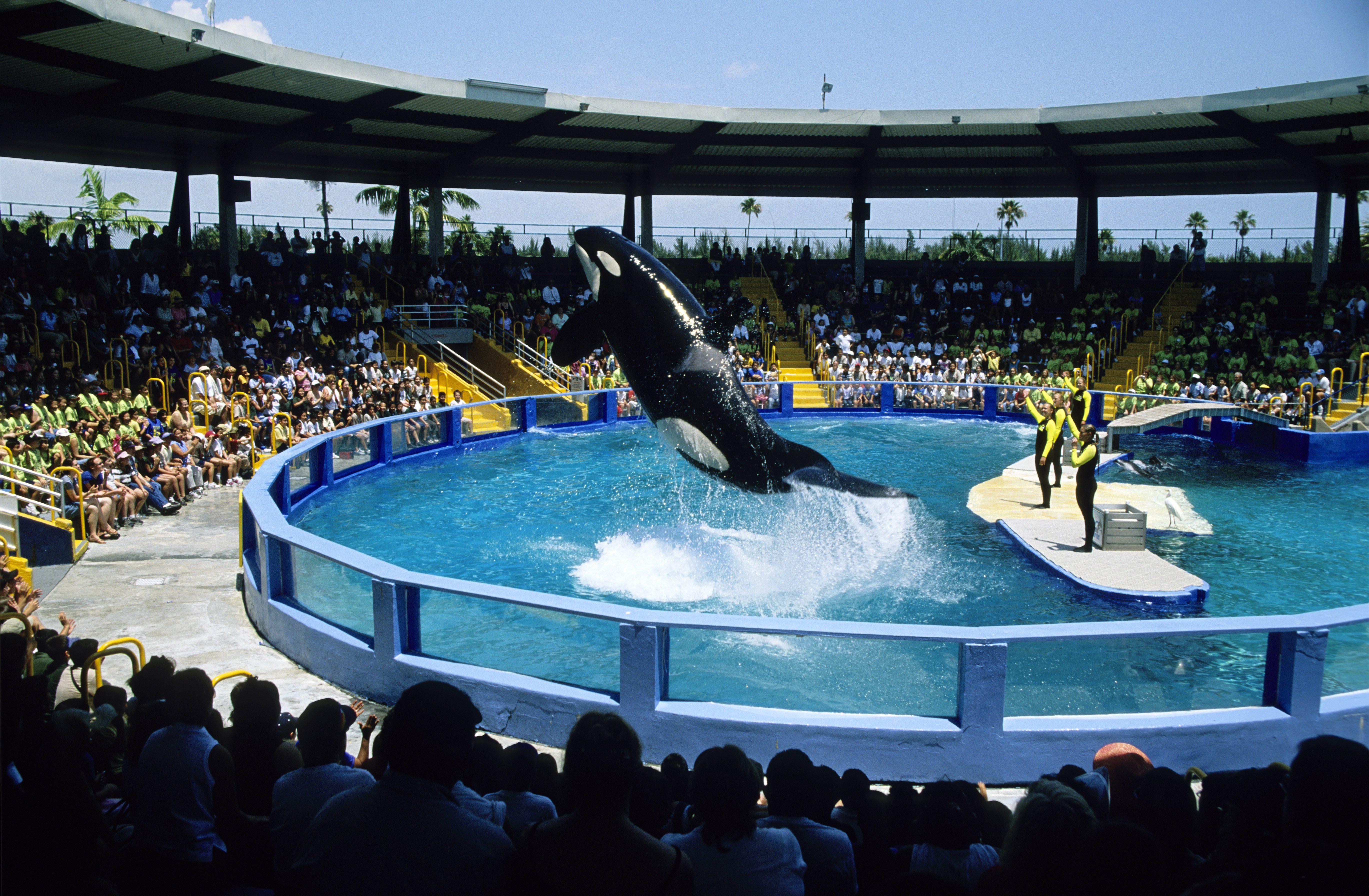 Li'i is finally free from that hellhole Miami Seaquarium 