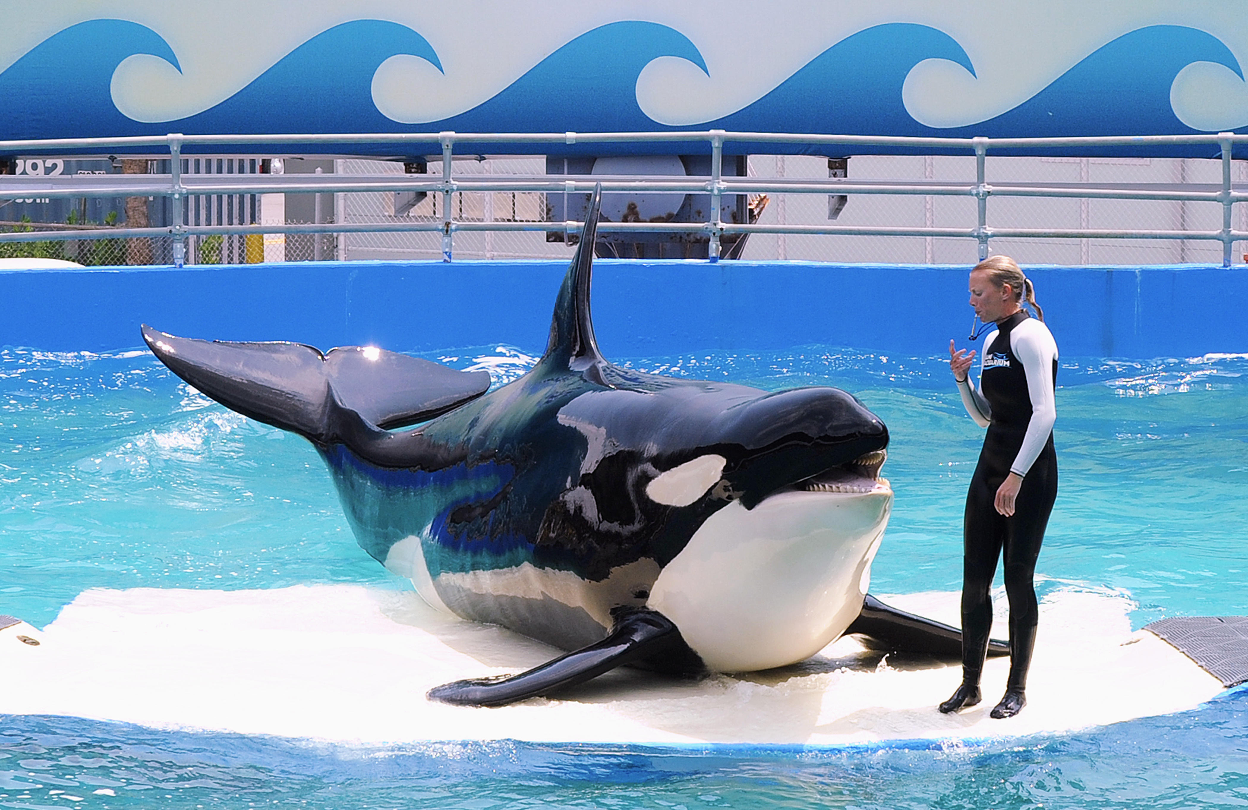 SeaWorld trainer screamed about 'broken neck' after being body slammed by  most violent killer whale