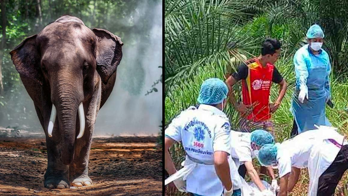 Elephant stabs handler with tusks then rips them in half after being given heavy workload in extreme heat - Vimarsana News