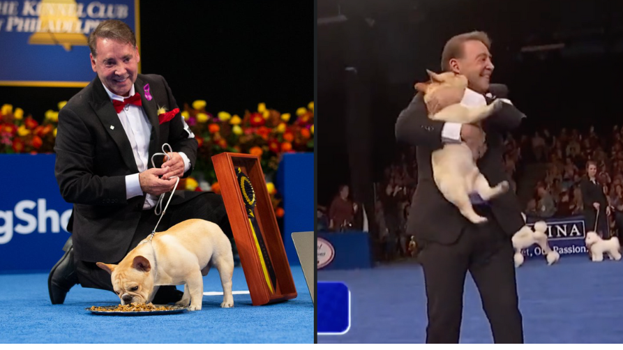 Winston first French Bulldog in history to win Best in Show at