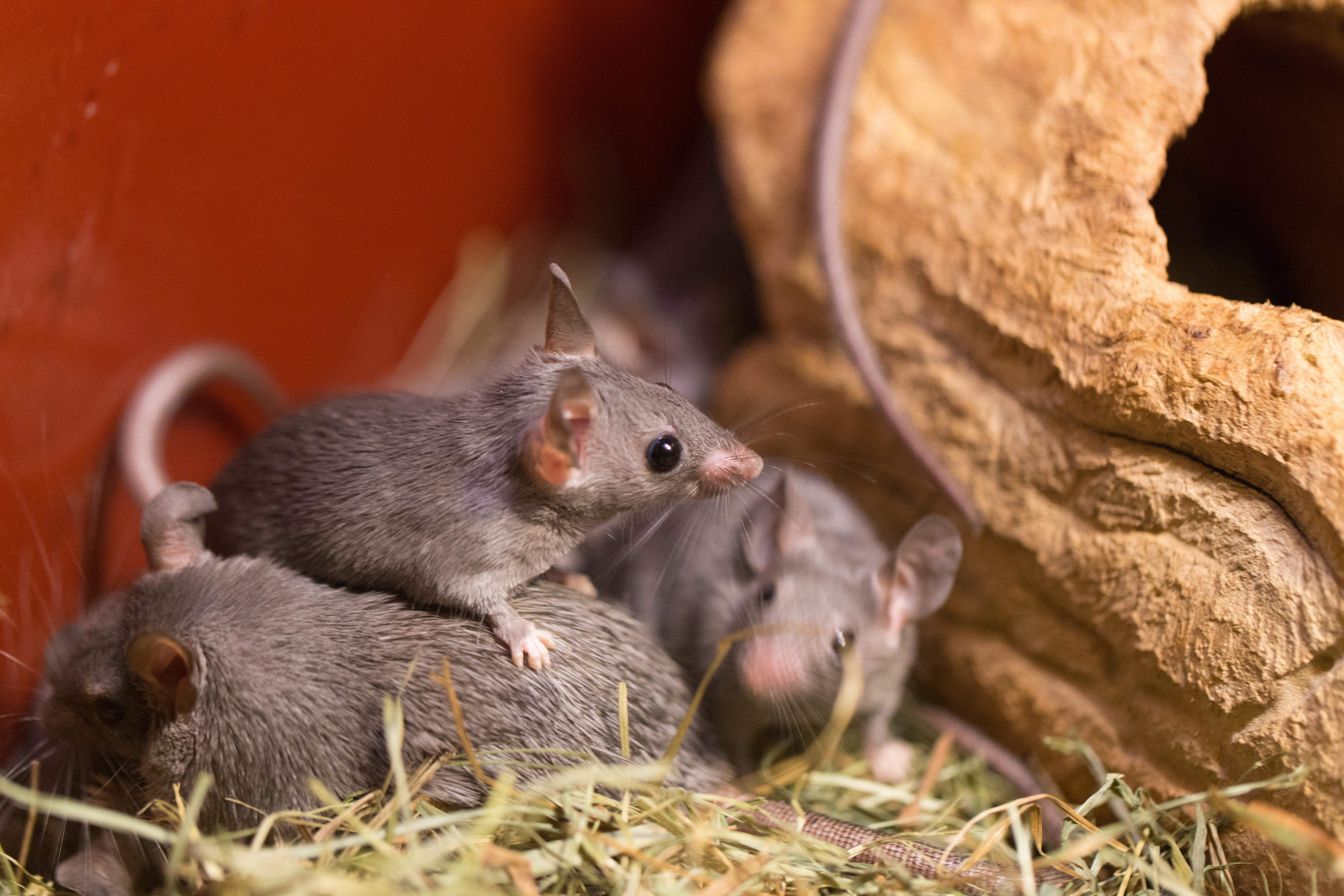 Inhumane' glue traps for mice and rats are set to be BANNED in England