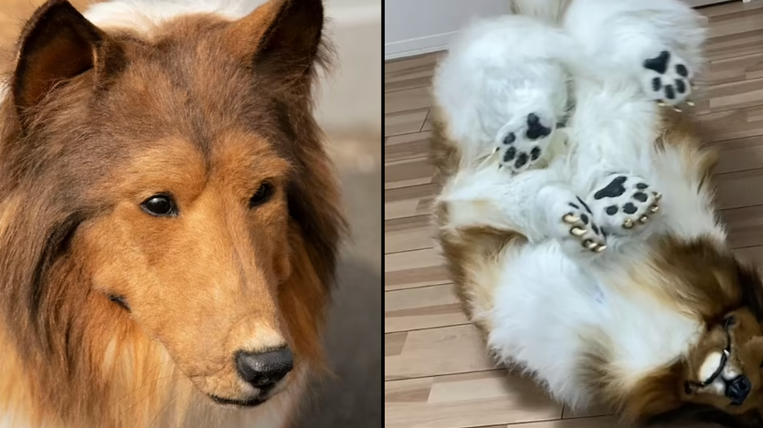 Dogs and people's reactions to seeing a realistic dog costume
