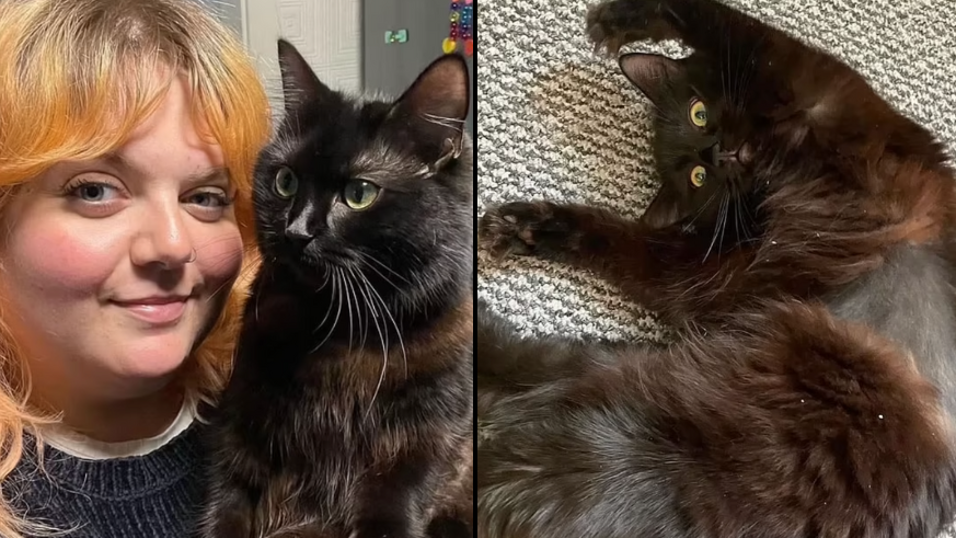 Woman Spends $12,500 At The Vet Only To Be Told Her Cat Is Just Weird ...