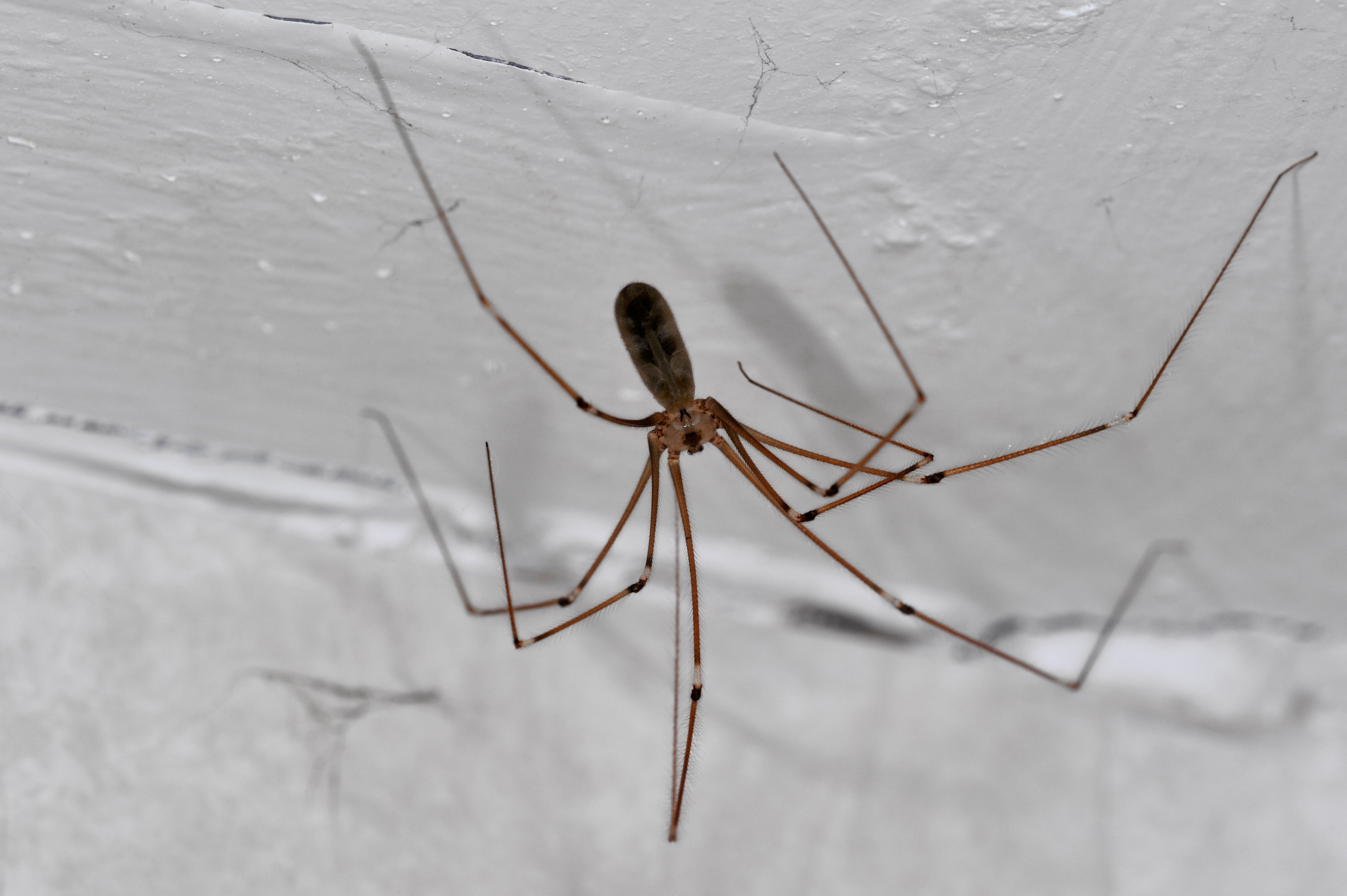 British homes being invaded by daddy-long legs spiders that will