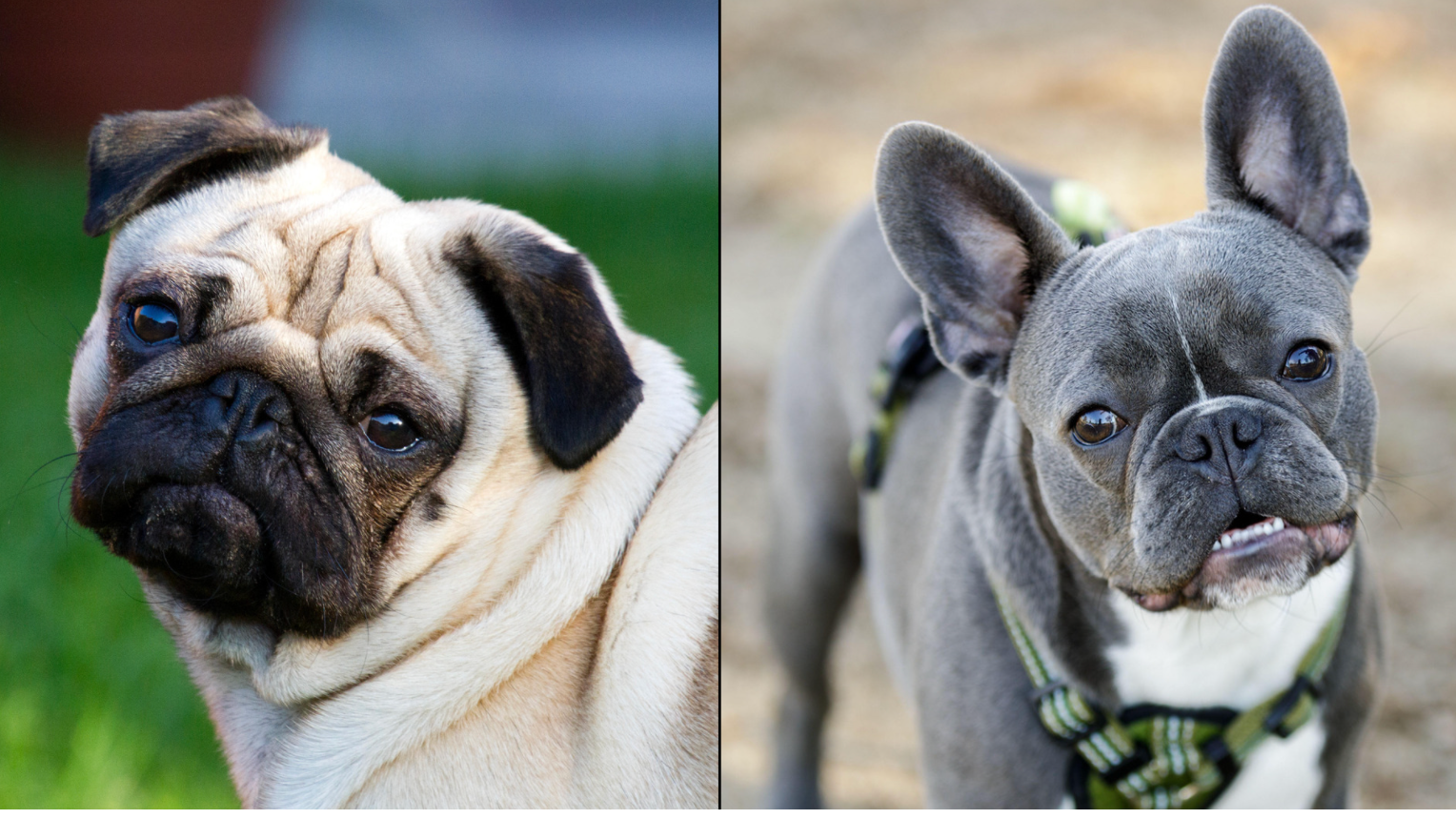 Are Pugs The Same French Bulldogs