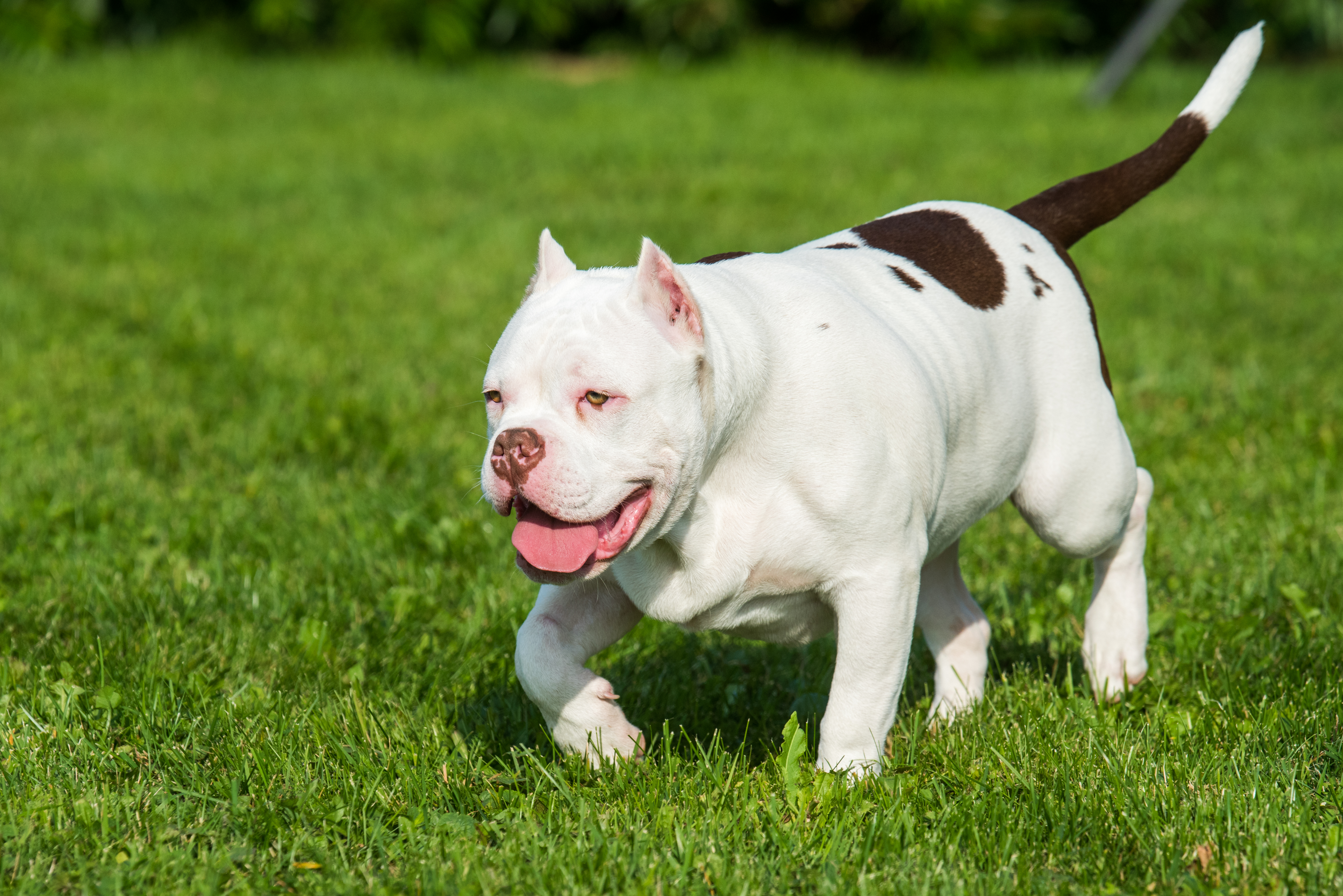 Redeeming The American Bully XL Dog: Dispelling Misconceptions on