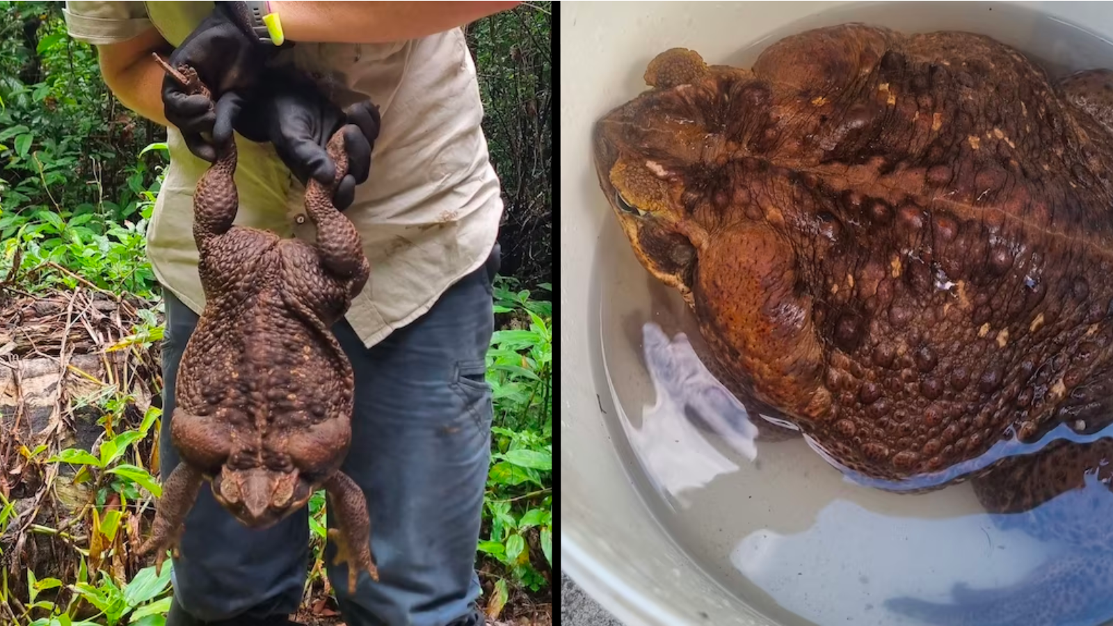 Giant cane toad discovered in Australia dubbed 'Toadzilla