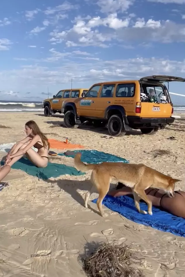 Australia warns of dingo attacks after tourist's bum bitten