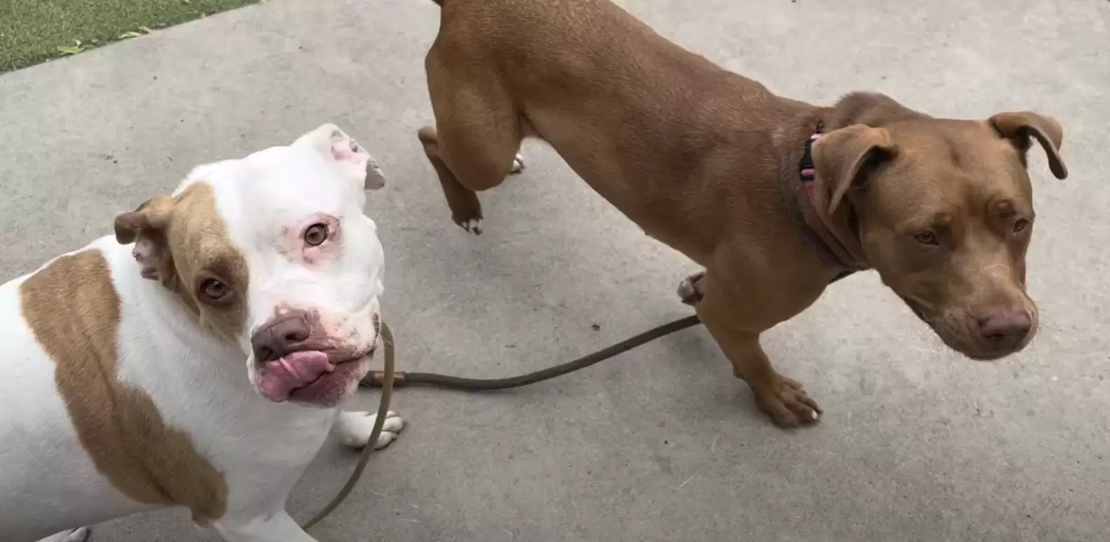 Dog scales the wall of her shelter to be with her best puppy pal