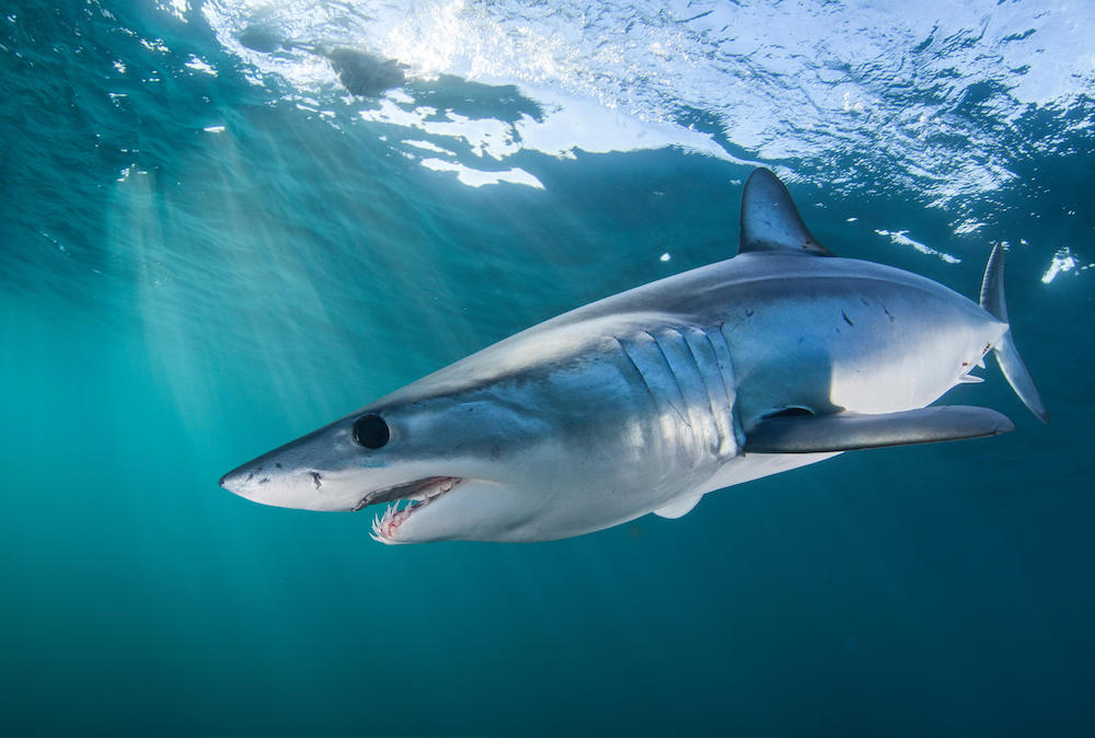 Divers Spot Mako Shark Off Spanish Coast First Time In 10 Years Their