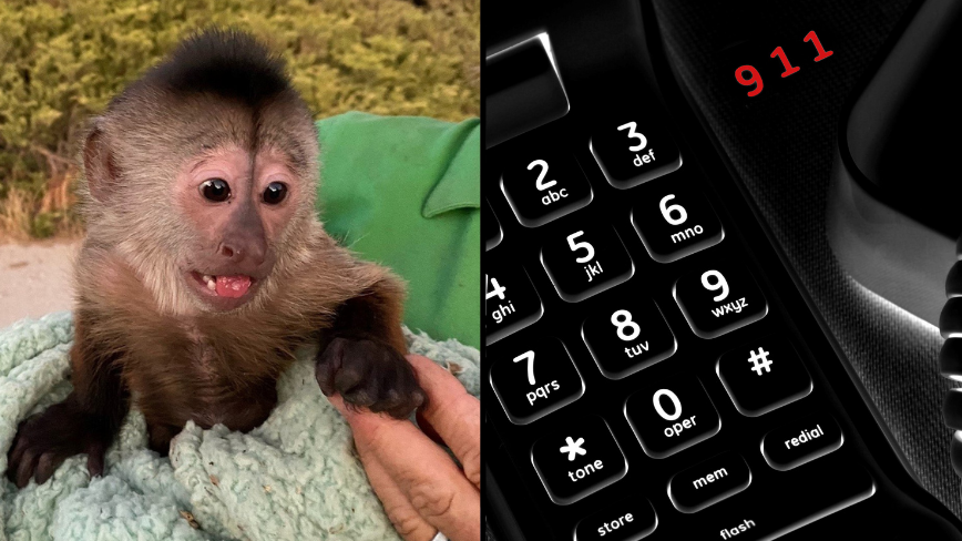 Monkey grabs phone, calls 911 at California zoo