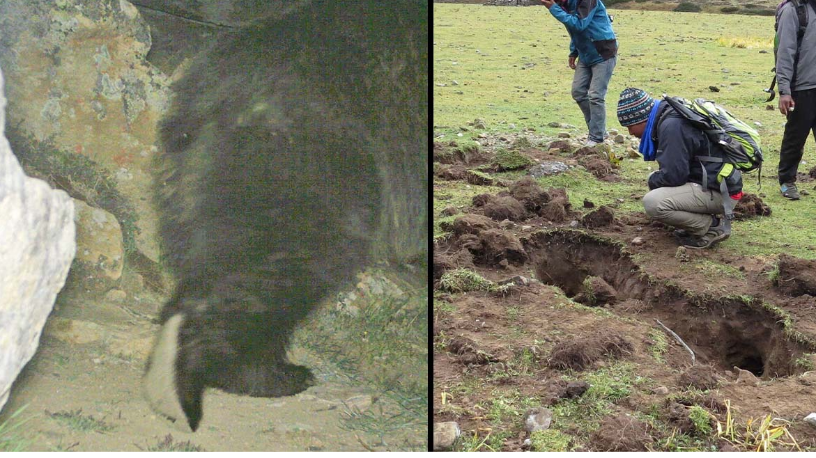 Mystery of the Yeti may finally be solved with new images captured