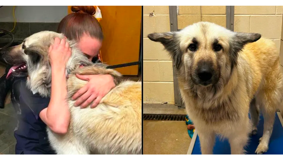 Dog Gets Reunited With Owner Who Had To Give Her Up Because She Was ...