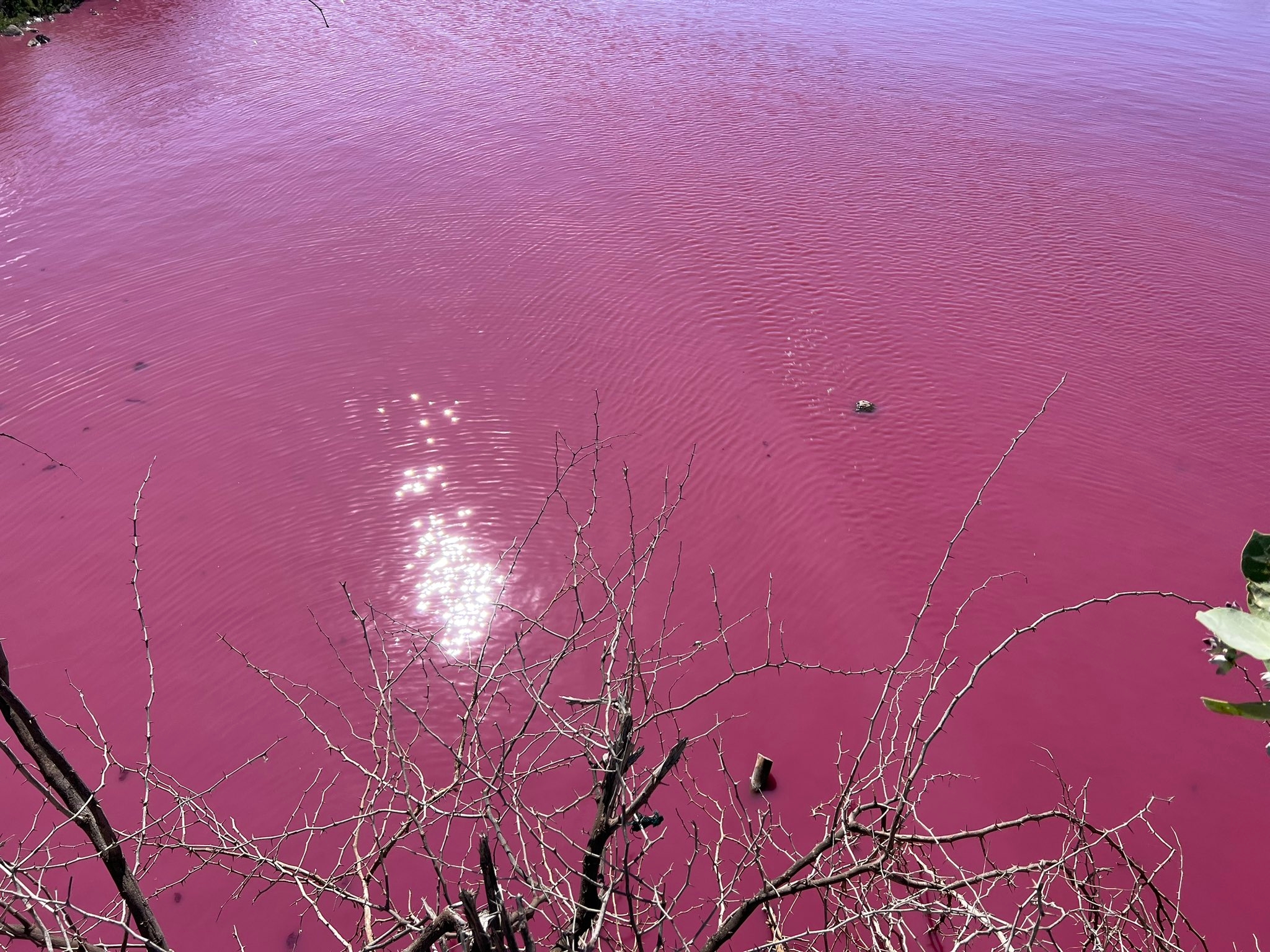 Bright pink Maui water likely caused by bacteria