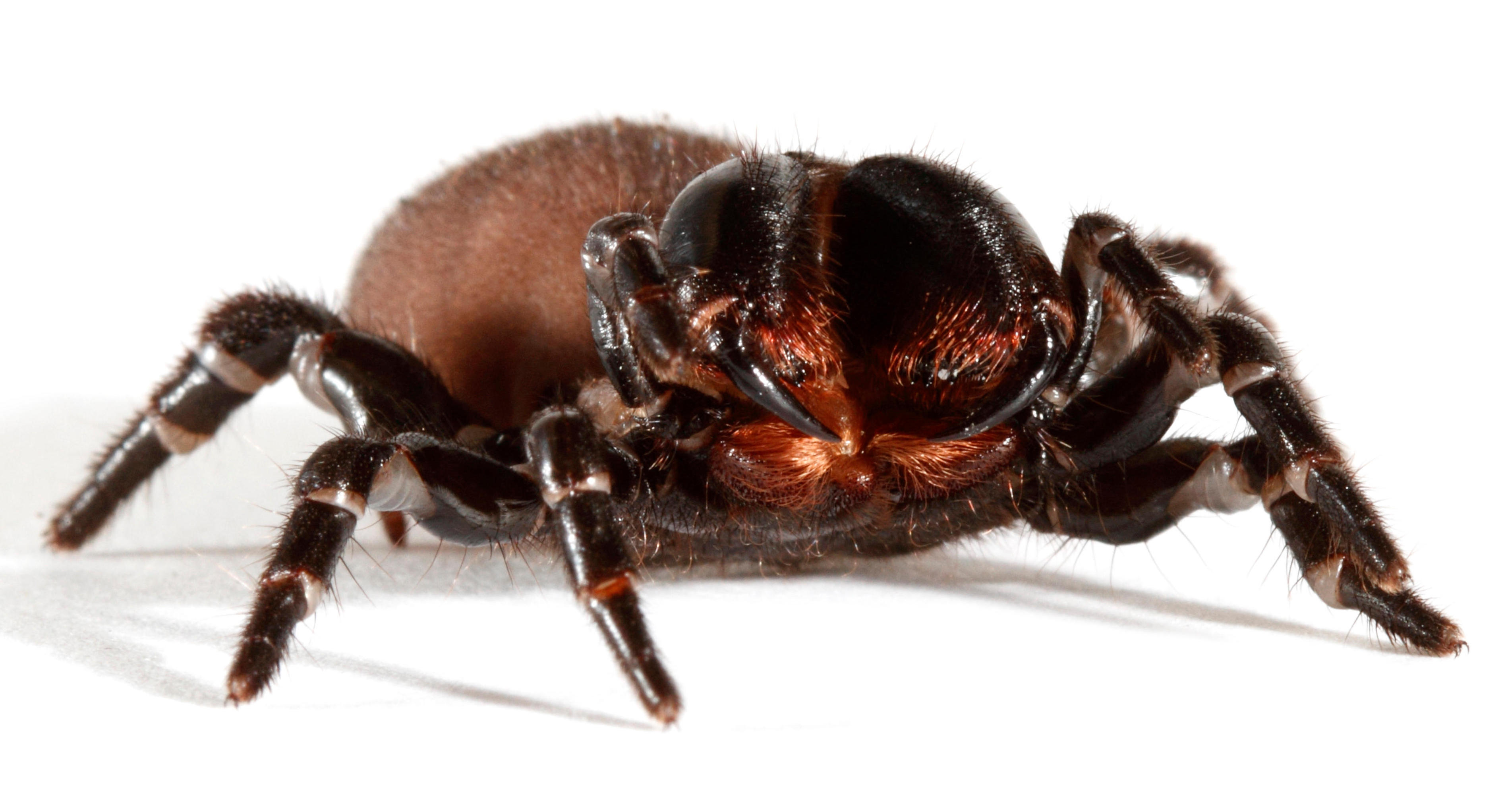 Spider news, Australia: Man's close encounter with deadly arachnid in pool