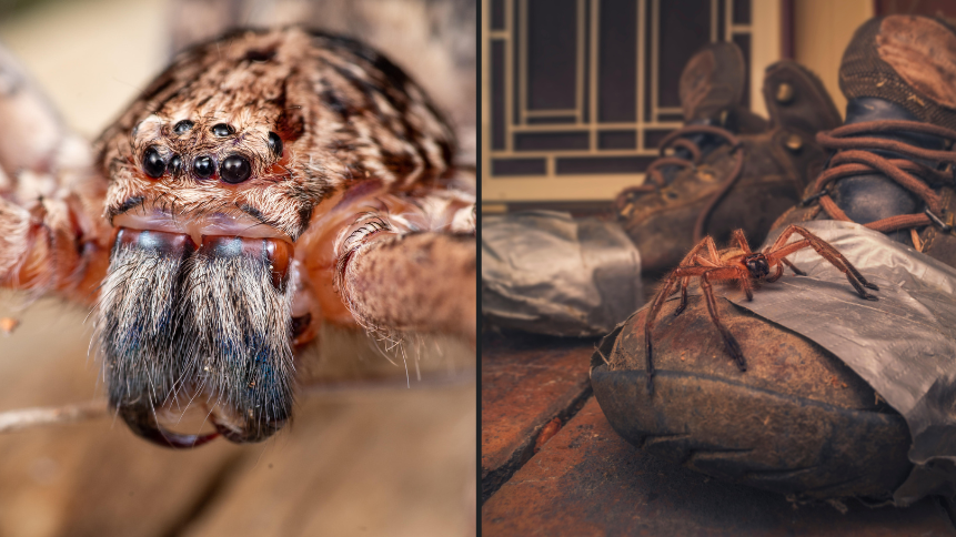 This giant spider in Australia will haunt your dreams