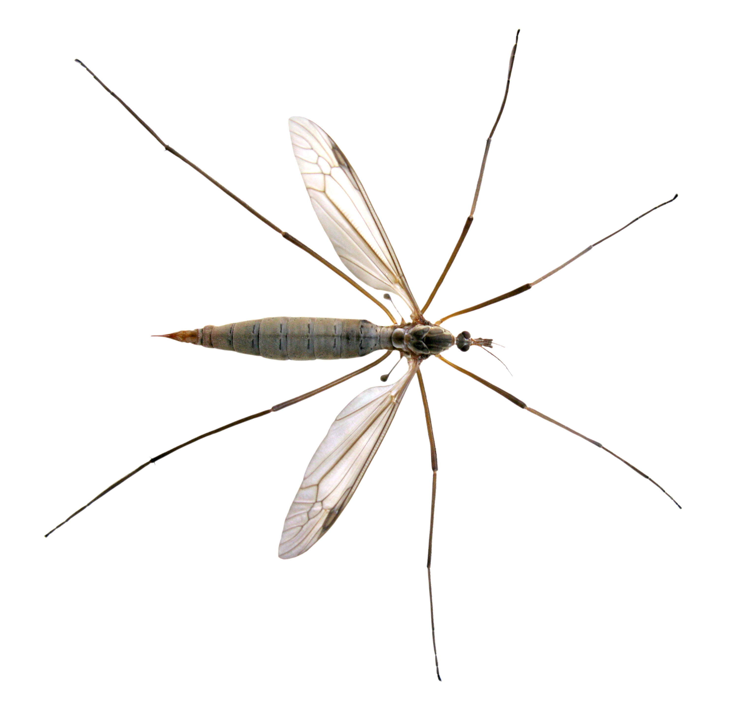 Frisky daddy long legs have started invading homes - this is how