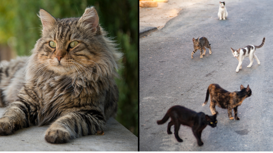 Deadly cat virus that's taking over Cyprus could be 'catastrophic' if it reached UK - Vimarsana News