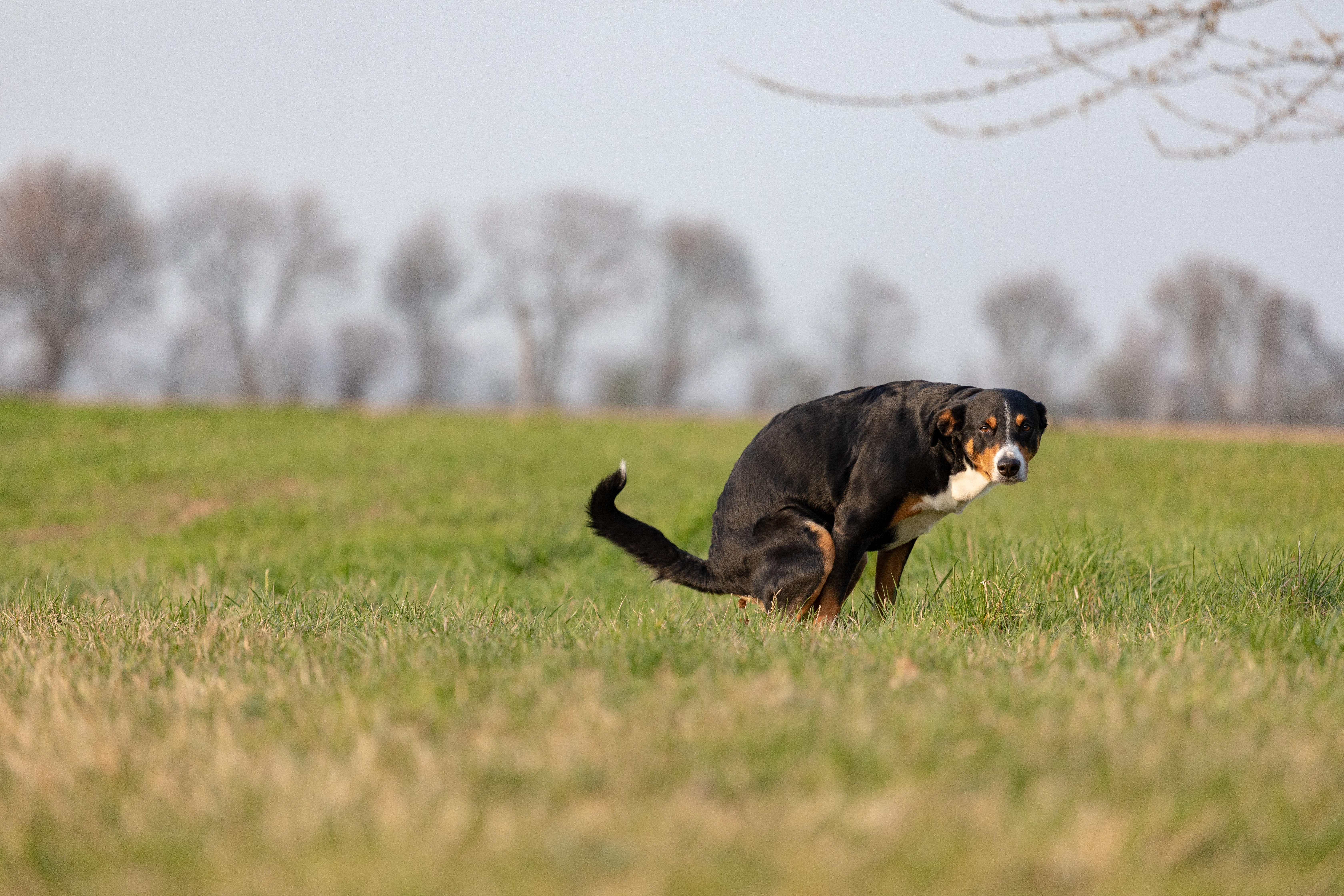 why do dogs face north when they poop