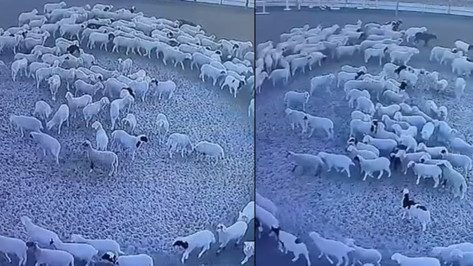 Mystery as sheep walk around around in continuous circle for '12 days  without stopping'