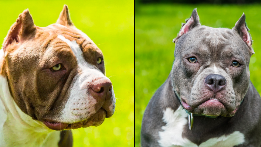 England: New laws banning XL Bully dogs laid in Parliament