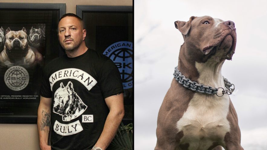 The American XL Bully is a monster created by the internet - New