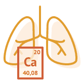 PAH und Calciumkanalblocker: Illustration Lunge