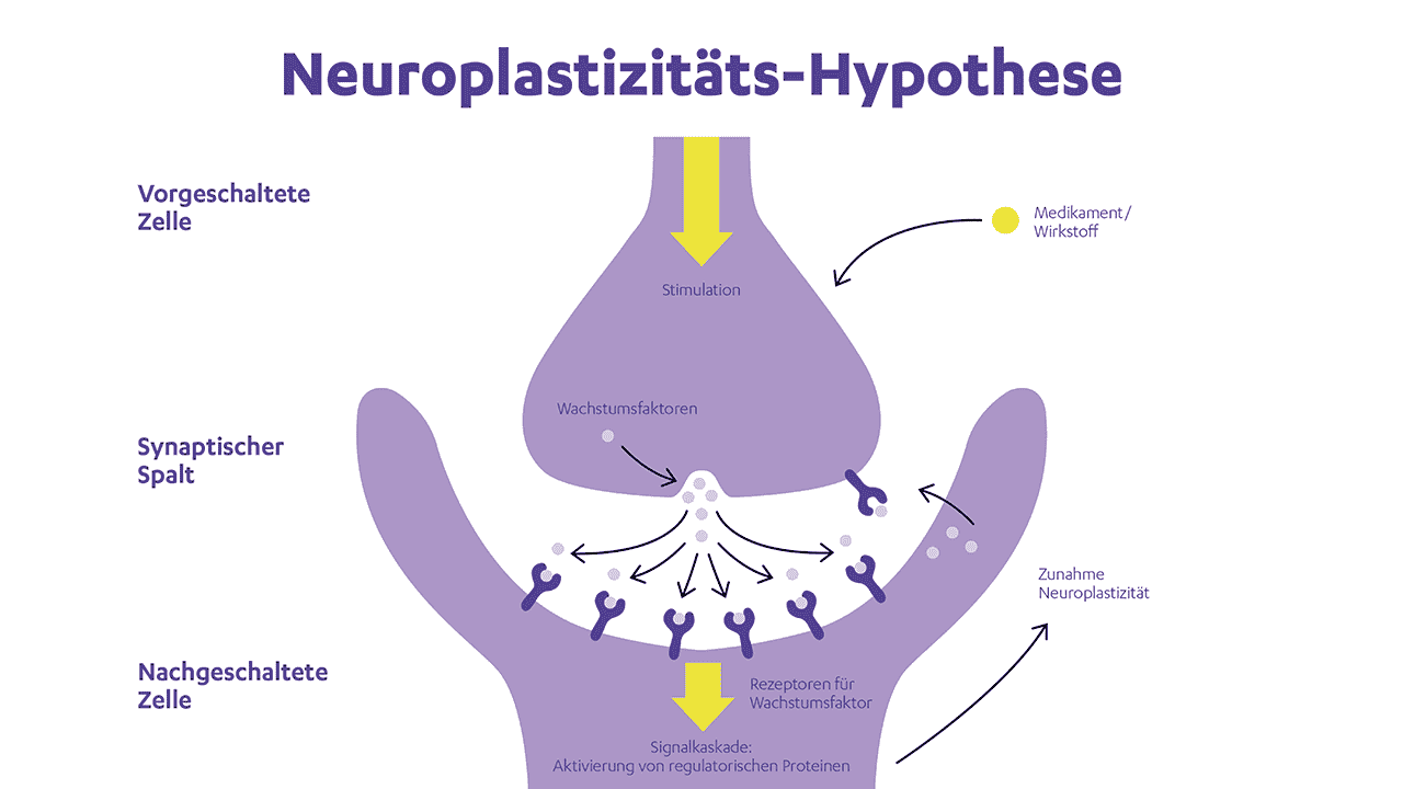 Abbildung der Neuroplastizitäts-Hypothese #gemeinsamgegendepressiob