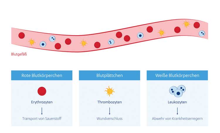 Es gibt drei Arten von Blutzellen, die unterschiedliche Funktionen erfüllen: die roten und die weißen Blutkörperchen sowie die Blutplättchen.