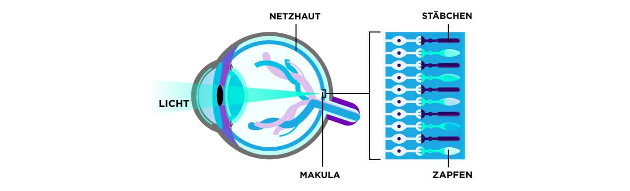 Eine Abbildung des Auges, die erklärt wie sich die Netzhaut, Stäbchen- und Zapfenzellen sowie die Makula bei Retinitis Pigmentosa verhält