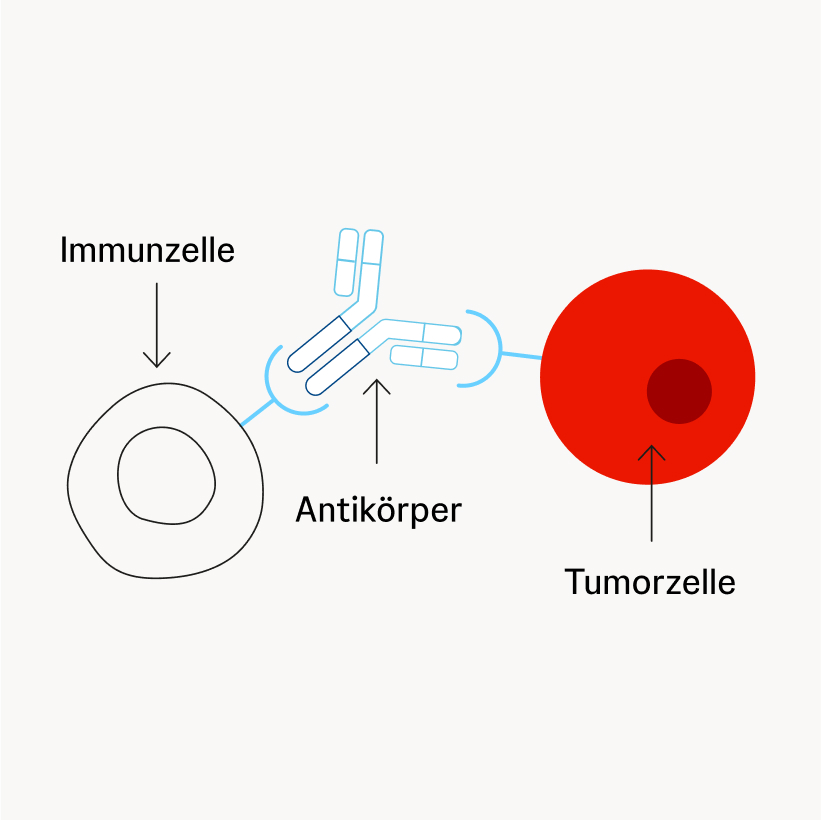 Schematische Darstellung eines Y-förmigen Antikörpers, der an eine Tumorzelle und gleichzeitig an eine Immunzelle bindet.