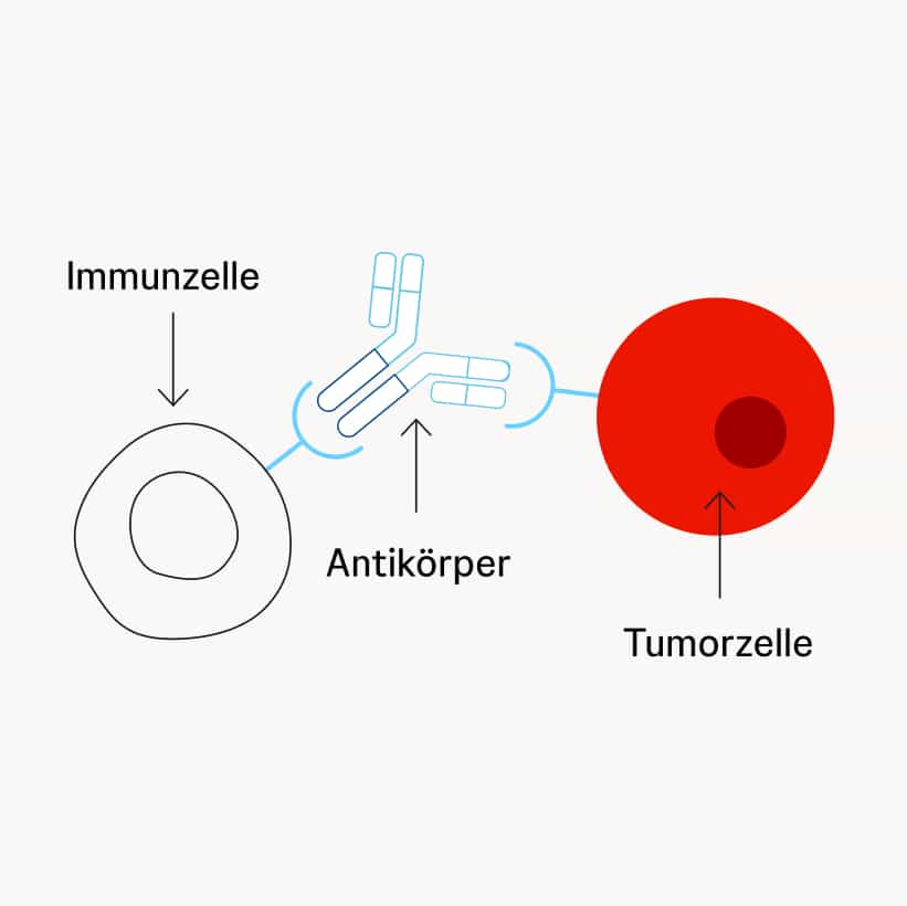 Antikörper bringen Immunzellen zu Tumorzellen Schematische Darstellung eines Y-förmigen Antikörpers, der an eine Tumorzelle und gleichzeitig an eine Immunzelle bindet.