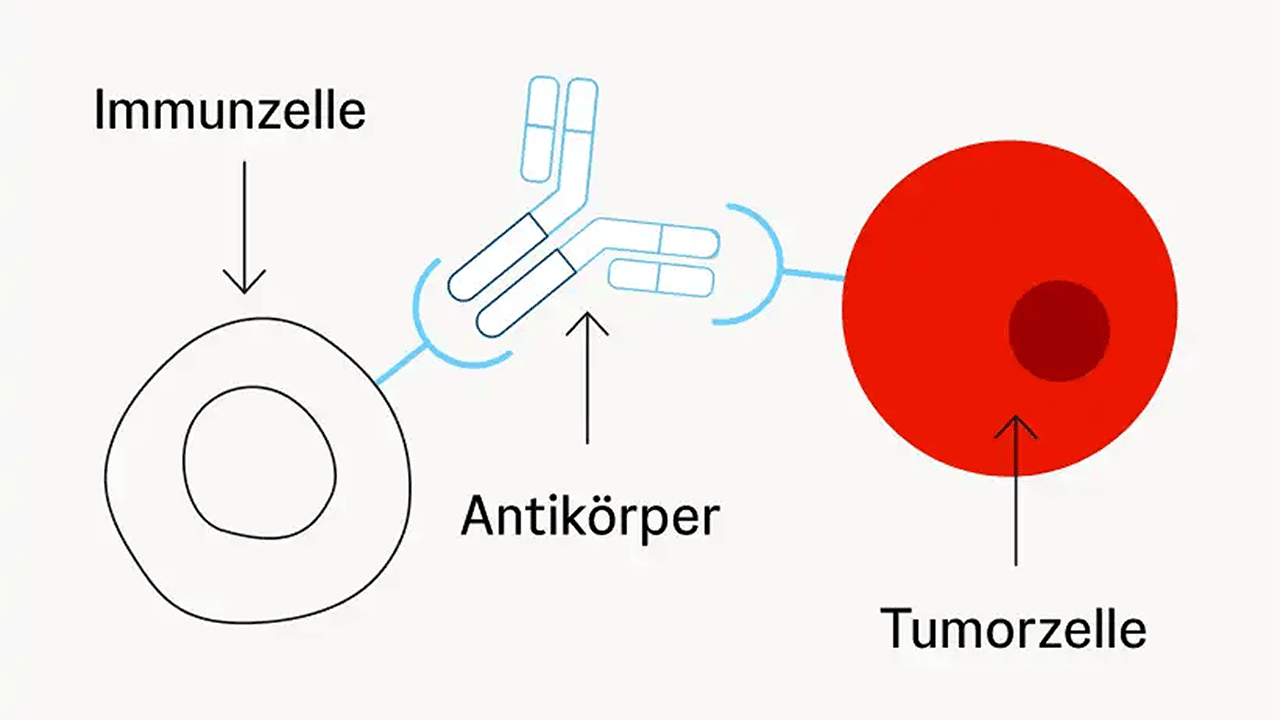 Schematische Grafik: eine Immunzelle bindet an einen Antikörper, der an einen Rezeptor auf der Zelloberfläche gekoppelt ist.