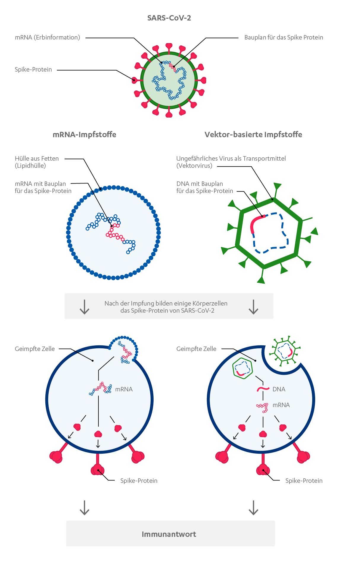 Funktionsweise Vektor-basierter und mRNA-Impfstoff