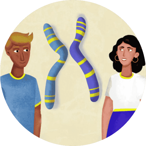 Eine Illustration zeigt einen Mann, eine Frau und zwei  farbige Chromosomen, welche eine geschlechtsunabhängige Sonderform von Retinitis Pigmentosa verdeutlichen soll.
