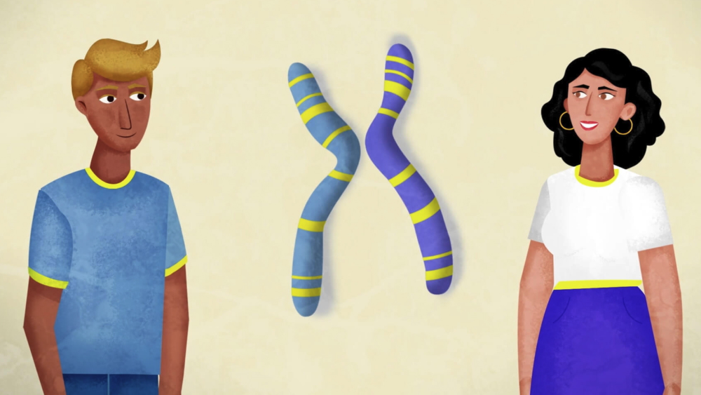 Eine Illustration zeigt einen Mann, eine Frau und zwei  farbige Chromosomen, welche eine geschlechtsunabhängige Sonderform von Retinitis Pigmentosa verdeutlichen soll.