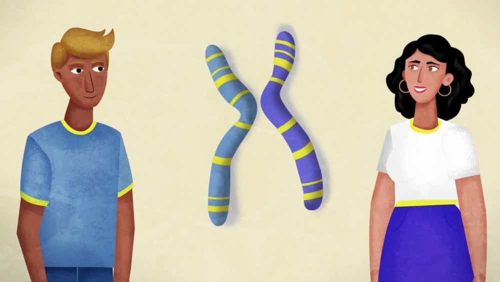 Eine Illustration zeigt einen Mann, eine Frau und zwei farbige Chromosomen, welche eine geschlechtsunabhängige Sonderform von Retinitis Pigmentosa verdeutlichen soll.